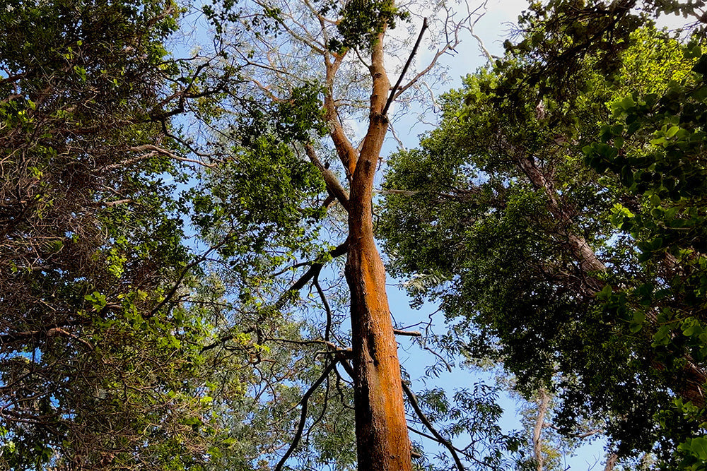 Siglo Tonewoods: Reforesting Hawaíi’s Koa