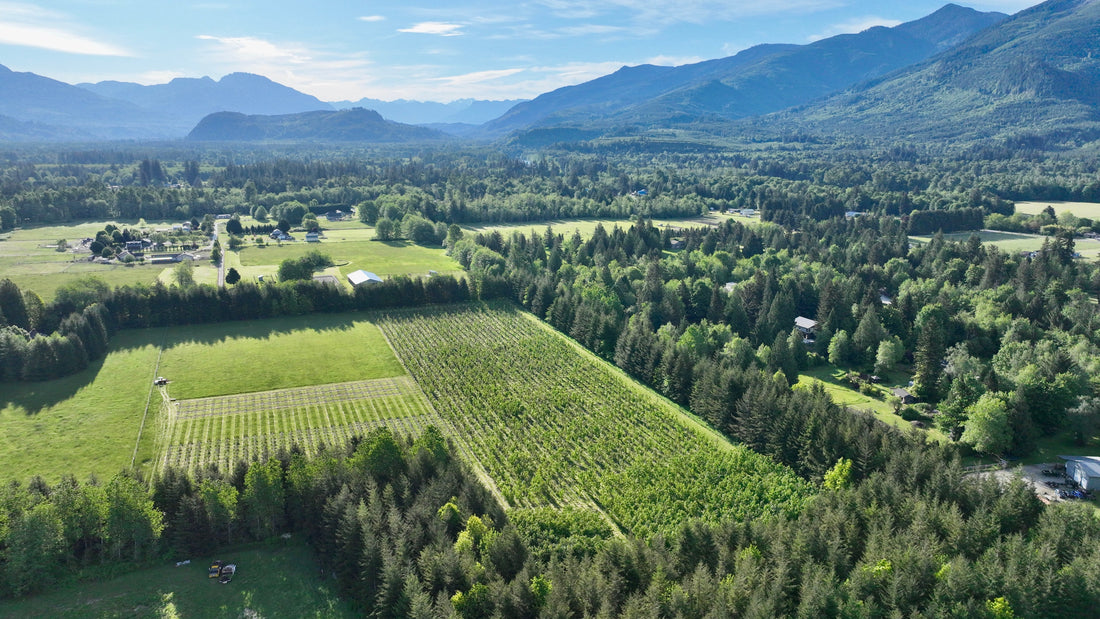 The Long Game: Growing the Next Generation of Figured Maple