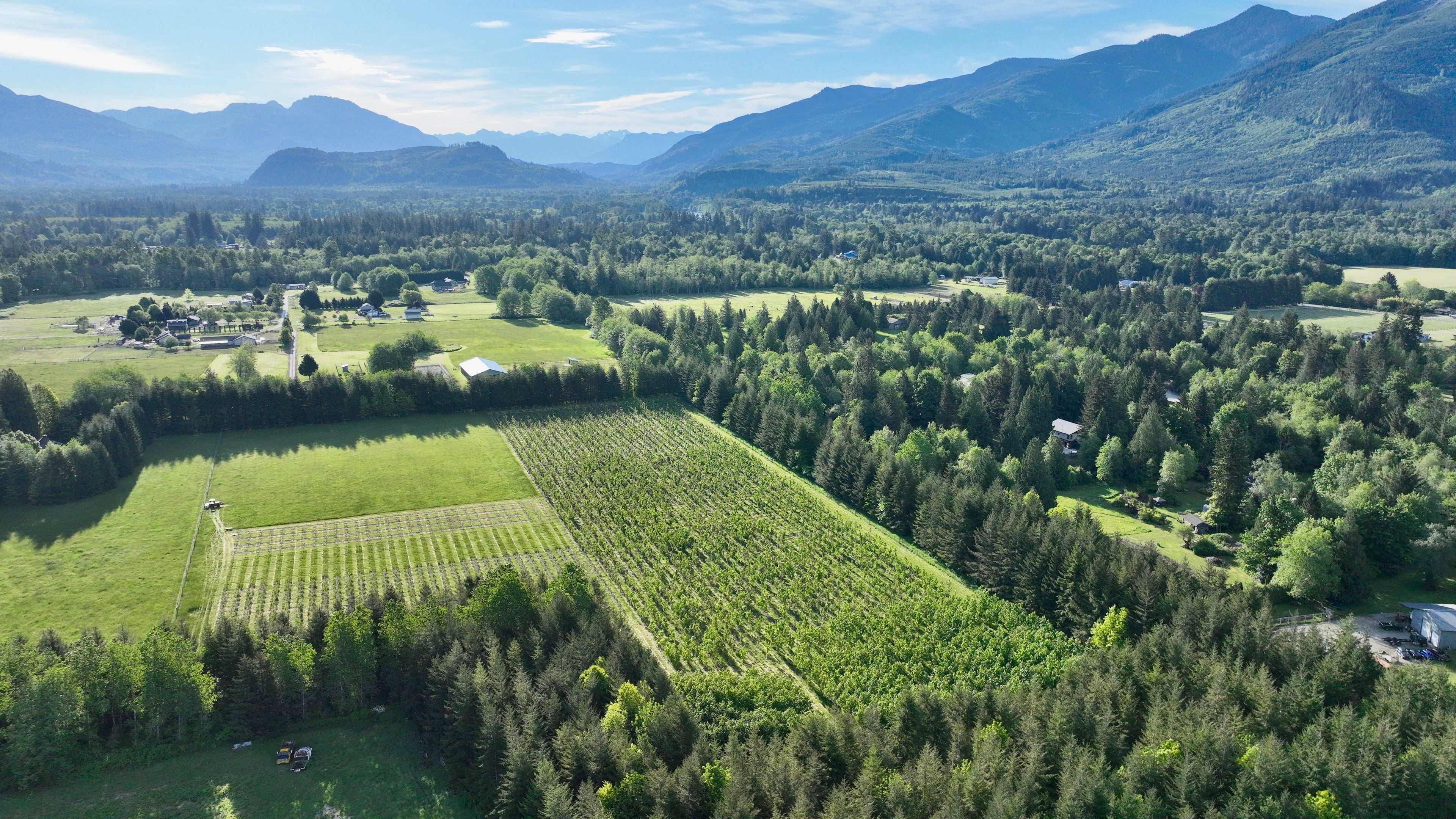 The Long Game: Growing the Next Generation of Figured Maple