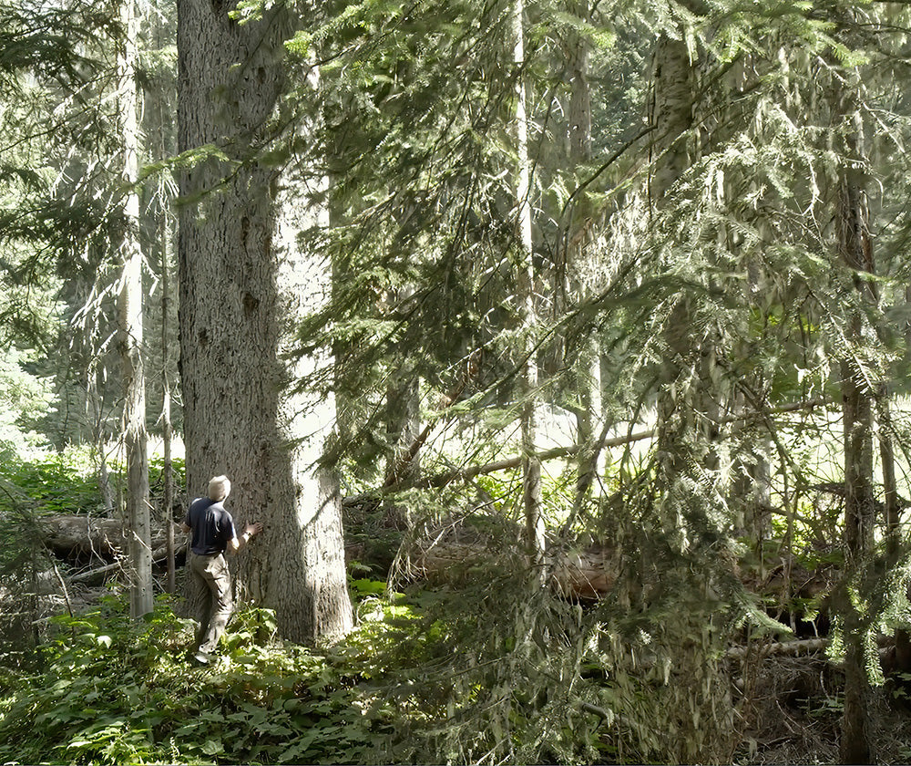 The First Log