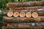 Alder Bowl Cores