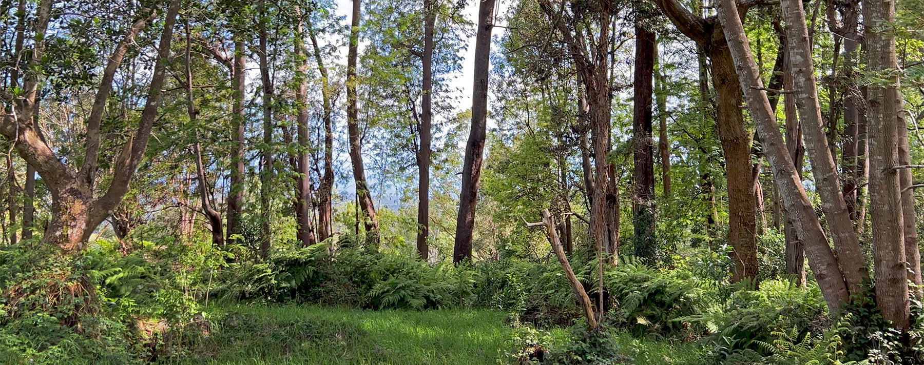 Lush forest scene with tall, slender trees and dense green undergrowth. 