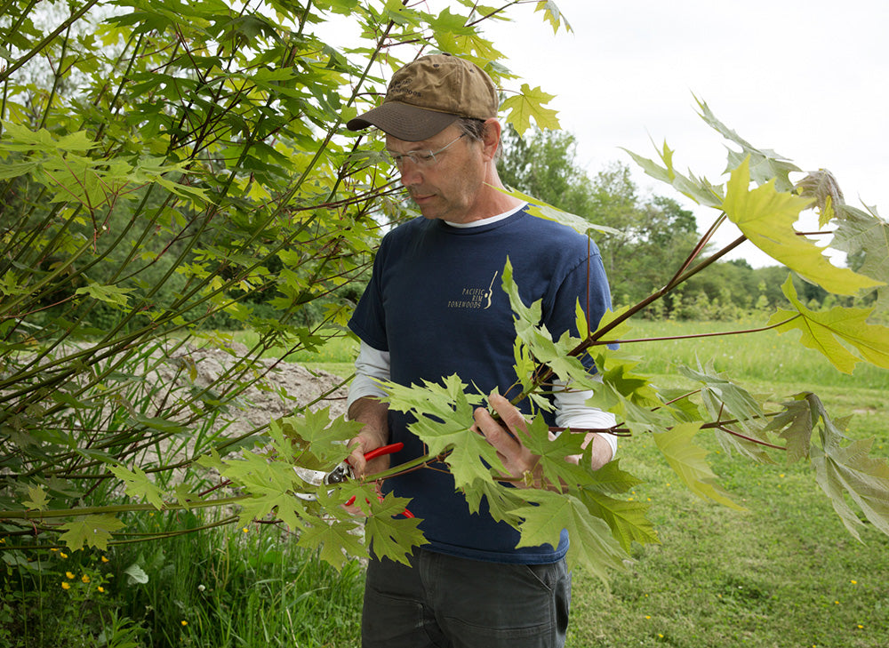 A man in a blue shirt and cap is pruning branches with red-handled shears in a lush, green landscape. 