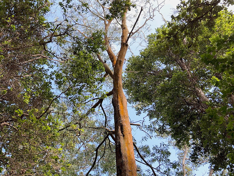 Tall koa tree in the forest against a clear blue sky.