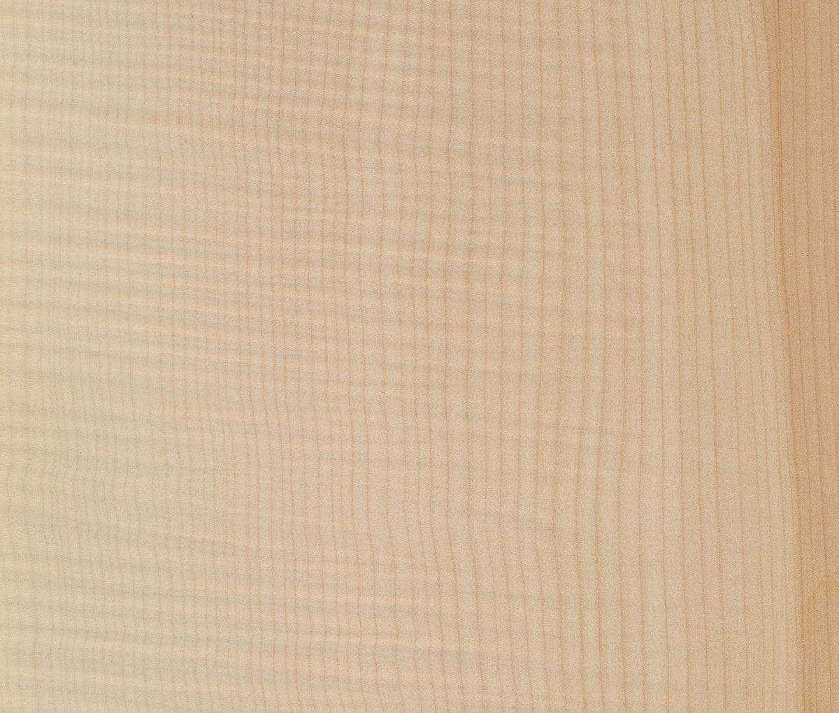 Close-up of light maple brown tonewood grain with vertical lines. The consistent pattern gives a smooth, calm texture and warm, natural tone.