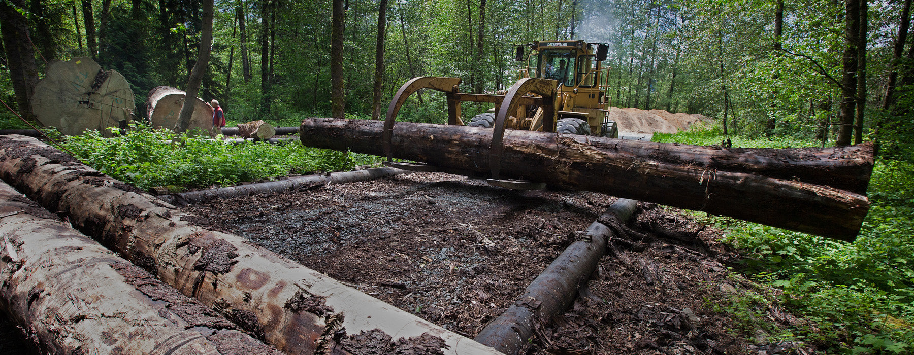 A forklift carries a large log in a dense, sunlit forest. The ground is muddy, and cut logs are scattered around, evoking a sense of industry in nature.
