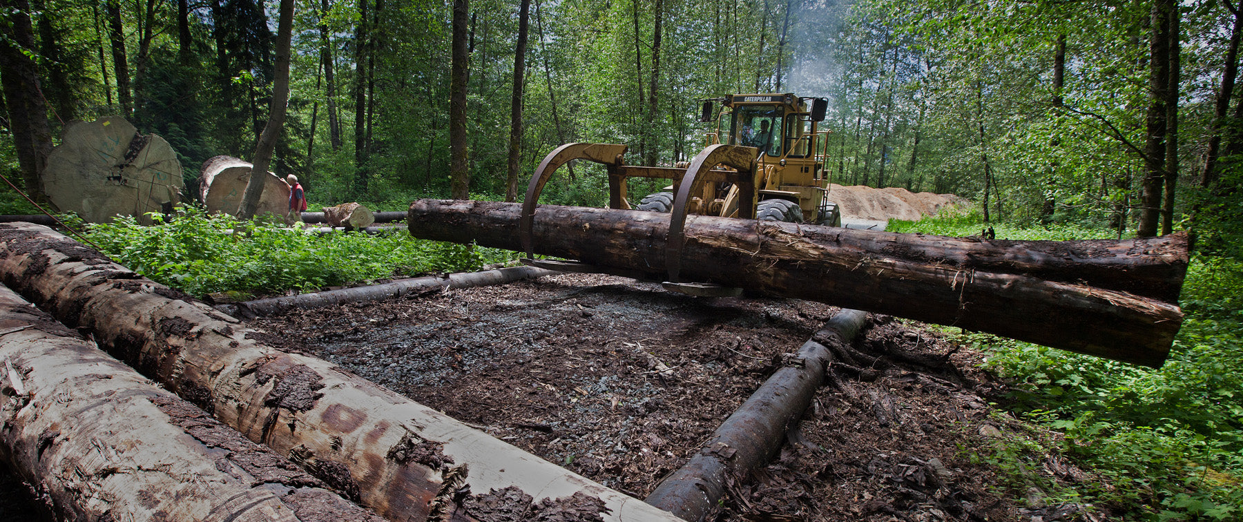 A yellow Caterpillar log loader grips a large tree trunk