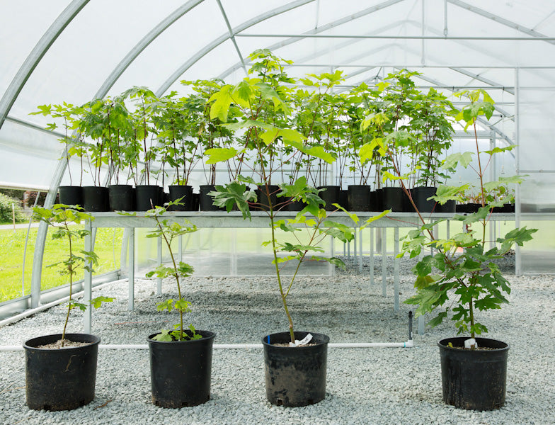 Young maple trees in black pots are lined up in a greenhouse. Lush green leaves contrast with the gravel floor, creating a serene and nurturing environment.