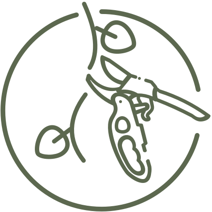 Icon of a hand holding pruning shears cutting a vine, illustrating sustainable forest management or pruning.